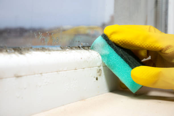Reliable Alpine, TX Mold Removal Solutions
