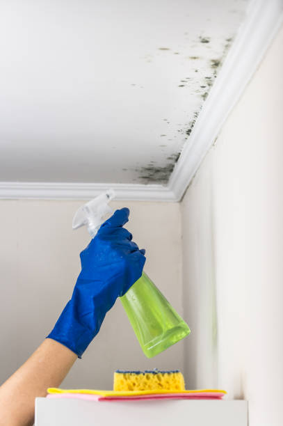 Best Emergency Mold Removal  in Alpine, TX